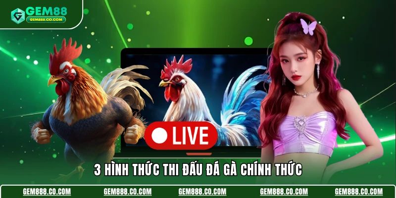 3 hình thức thi đấu đá gà chính thức 