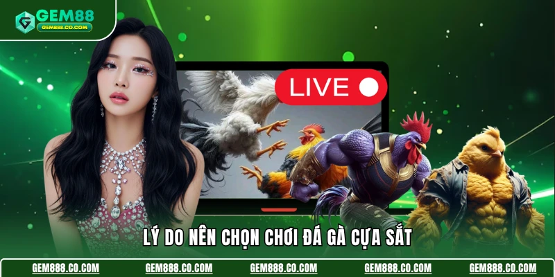 Lý do nên chọn chơi đá gà cựa sắt