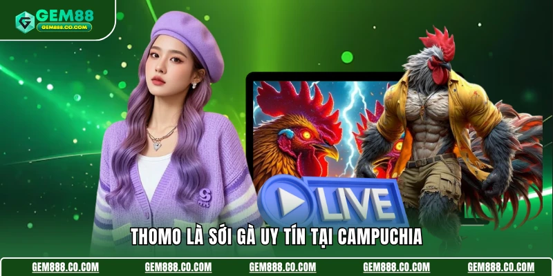 Thomo là sới gà uy tín tại Campuchia